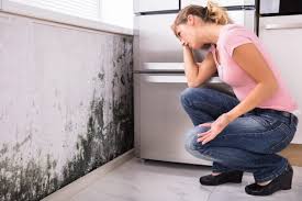 Mold Remediation for Rental Properties in Maynardville, TN